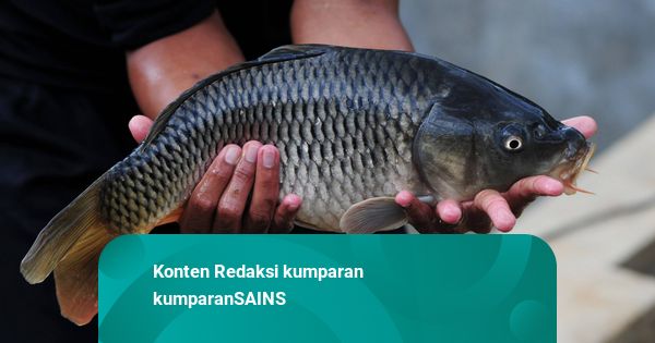 ikan-mas-hitam-yang-lezat-ini-justru-jadi-spesies-invasif-di-as-kok
